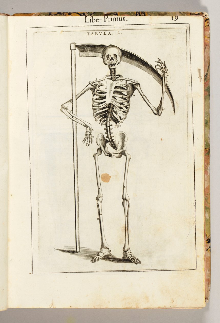 Um esqueleto segurando uma foice no estilo de um ceifador, de "De Anatome Corporis Humani Libri VII" de Guido Guidi de Italian School