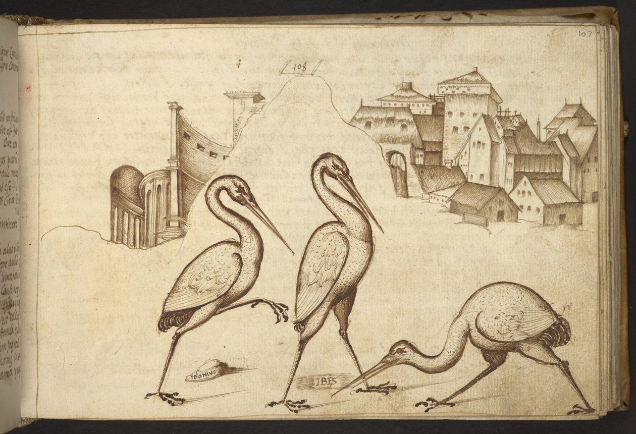 Acrescentar. 82955, f.107 Ibises (