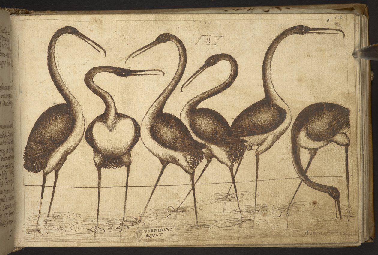 Adicionar. 82955, f.110 Pássaros.   , da Historia Animalium, (composto por 245 desenhos a bico de pena de diferentes espécies de animais e criaturas míticas, cada um acompanhado por uma descrição.)    1595 de Italian School