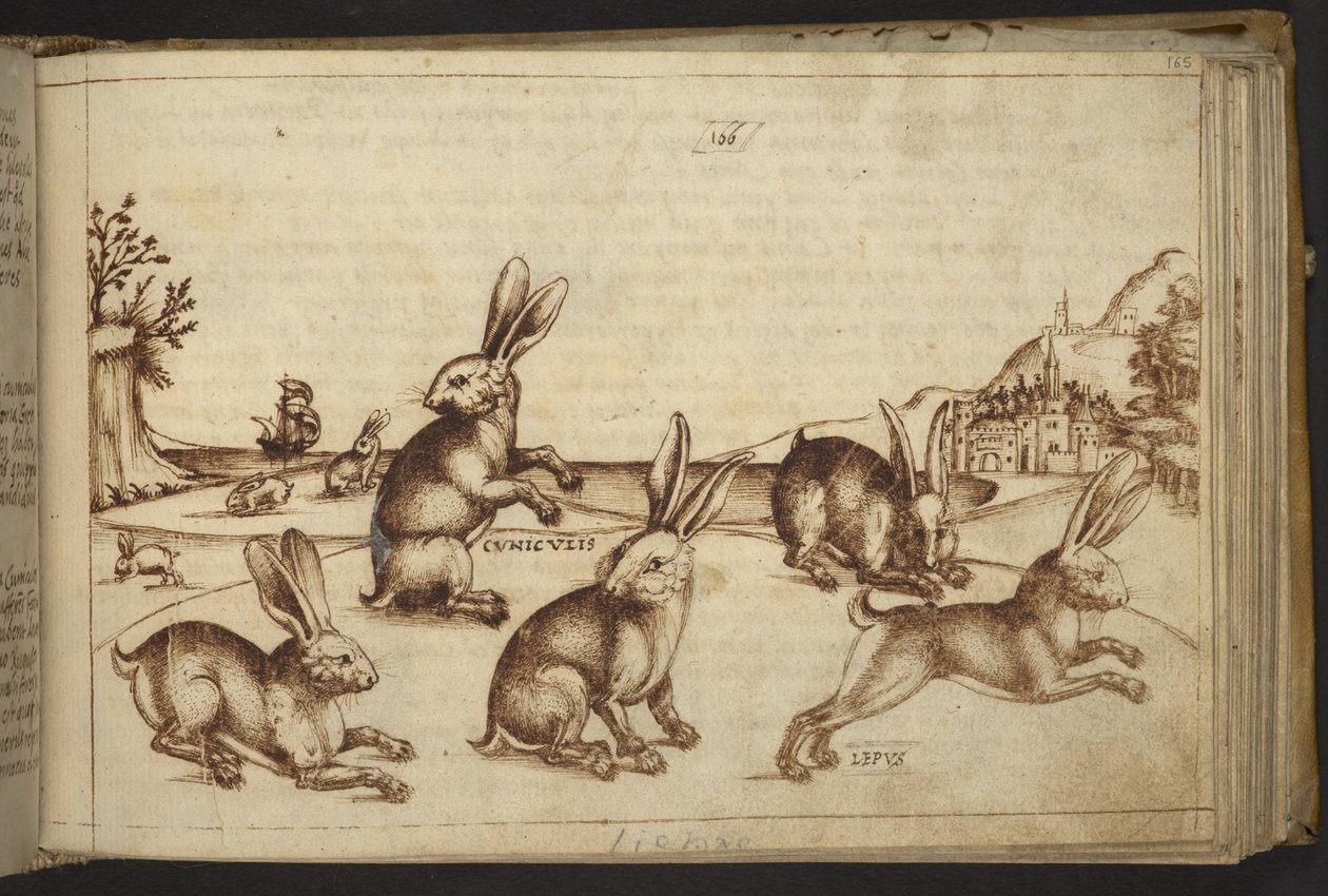 Acrescentar. 82955, f.165 Coelhos (