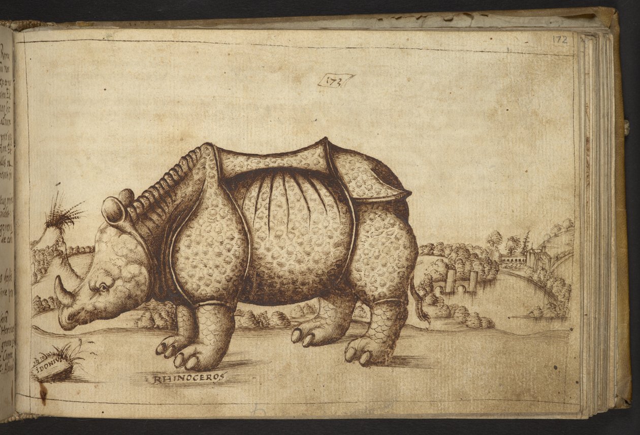 Adicionar. 82955, f.172 Rhinocerous., de Historia Animalium de Italian School