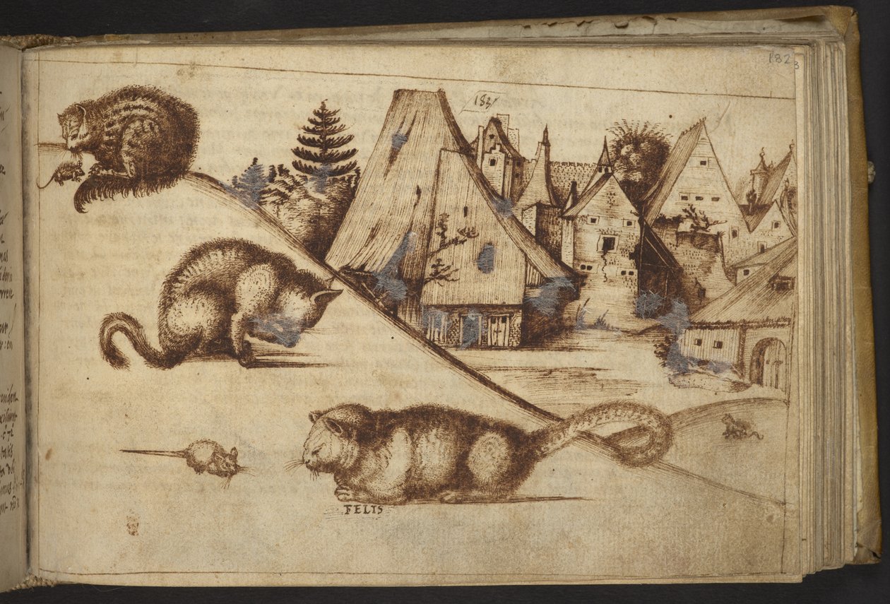 Acrescentar. 82955, f.182 Gatos apanhando ratos ("felis"), de Historia Animalium, (que consiste em 245 desenhos a caneta e tinta de diferentes espécies de animais e criaturas míticas, cada um acompanhado de uma descrição) 1595 de Italian School