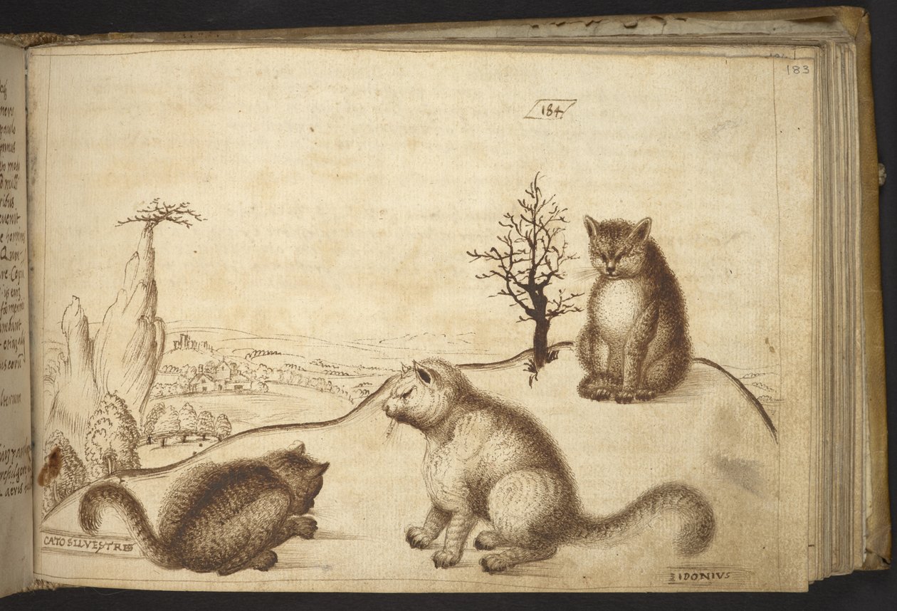 Acrescentar. 82955, f.183 Gatos selvagens ("cato silvestre"), de Historia Animalium, (que consiste em 245 desenhos de canetas e teias de tinta de diferentes espécies de animais e criaturas míticas, cada um acompanhado de uma descrição) 1595 de Italian School