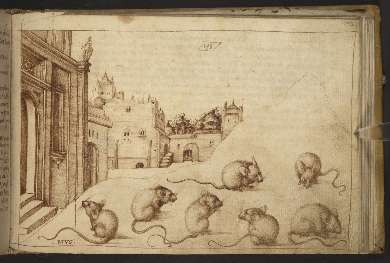 Acrescentar. 82955, f.192 Ratos (
