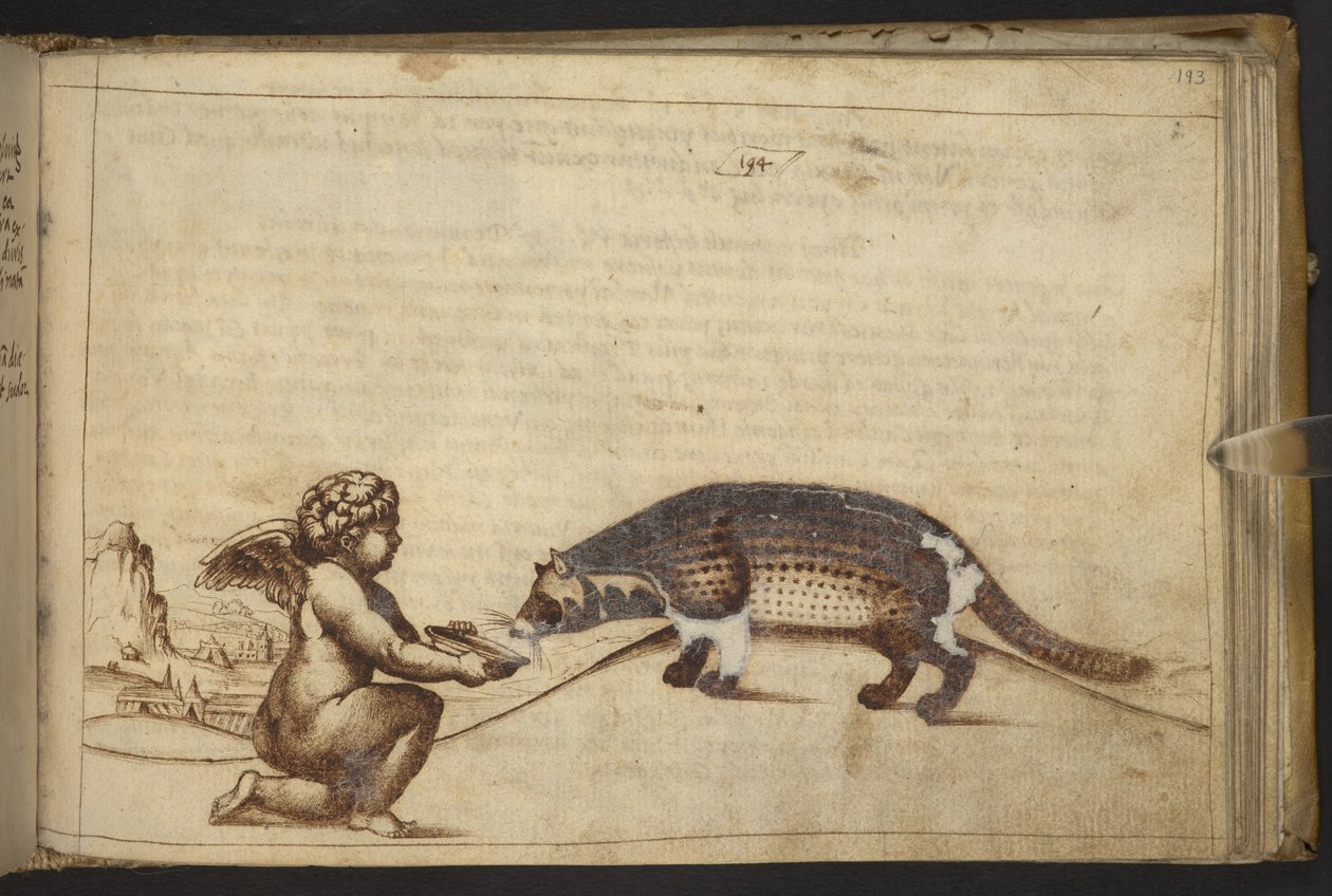 Adicionar. 82955, f.193   Querubim e uma criatura.  , da Historia Animalium, (composto por 245 desenhos a bico de pena de diferentes espécies de animais e criaturas míticas, cada um acompanhado por uma descrição.)    1595 de Italian School