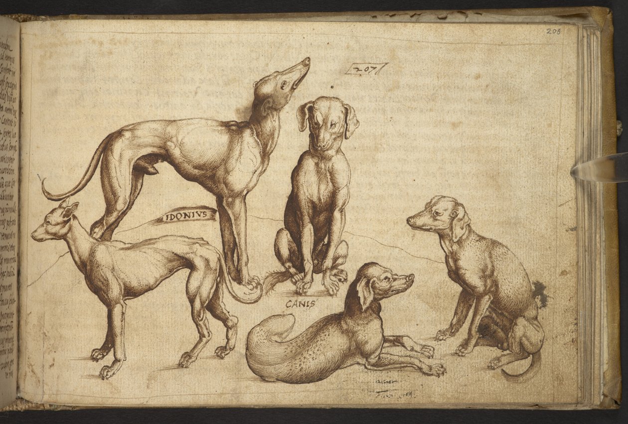 Adicionar. 82955, f.206 Cães de diferentes raças (