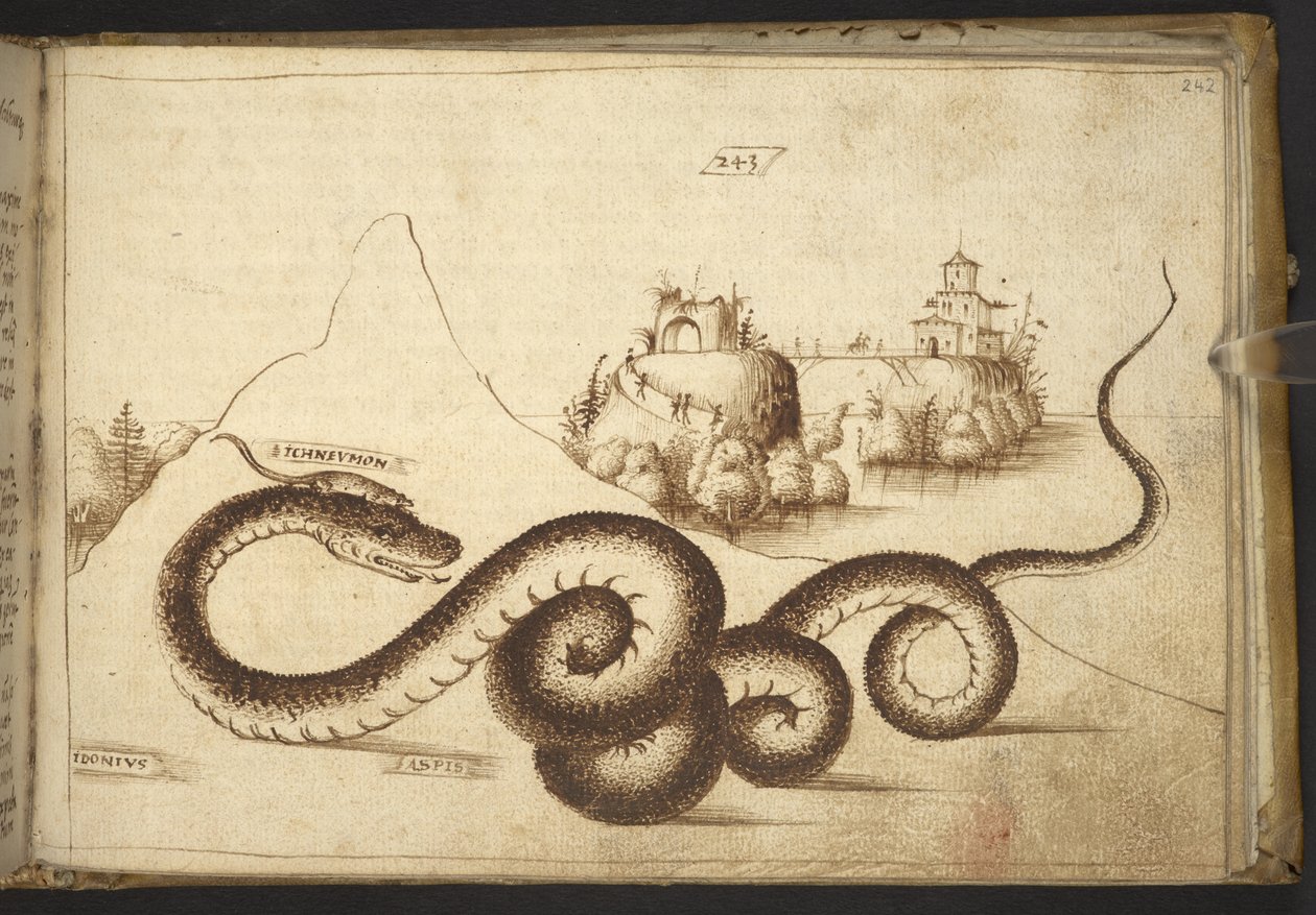 Acrescentar. 82955, f.242 Uma cobra ("aspis"), de Historia Animalium, (que consiste em 245 desenhos com caneta e tinta de diferentes espécies de animais e criaturas míticas, cada um acompanhado de uma descrição) 1595 de Italian School