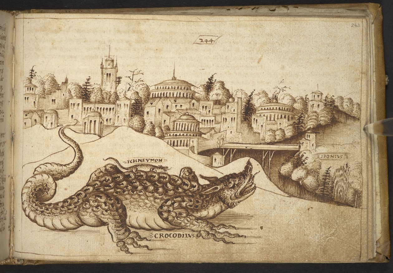 Acrescentar. 82955, f.243 Um crocodilo ("crocodilius"), de Historia Animalium, (que consiste em 245 desenhos de canetas e teias de tinta de diferentes espécies de animais e criaturas míticas, cada um acompanhado de uma descrição) 1595 de Italian School