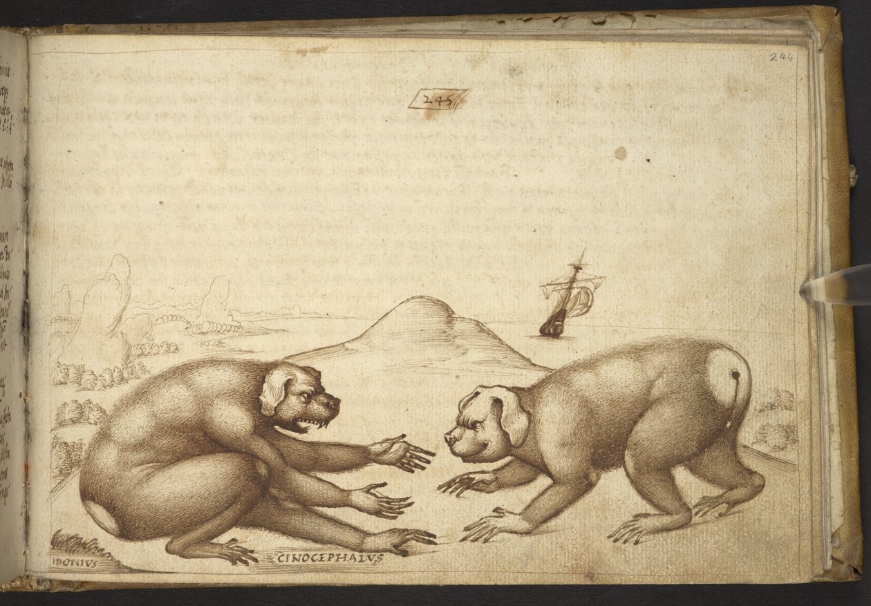 Acrescentar. 82955, f.244 Cão-cachorro lutando ("Cinocephalus"), de Historia Animalium de Italian School