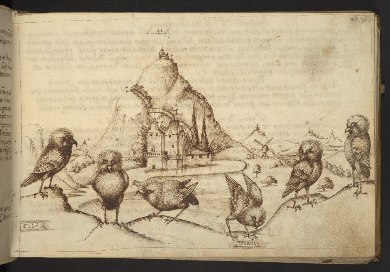 Adicionar. 82955, f.40 Pássaros. (
