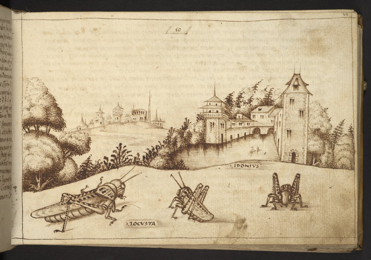 Acrescentar. 82955, f.49 Gafanhotos a comer uma planta alta, de Historia Animalium, (consistindo em 245 desenhos de canetas e tintins de diferentes espécies de animais e criaturas míticas, cada um acompanhado de uma descrição) 1595 de Italian School