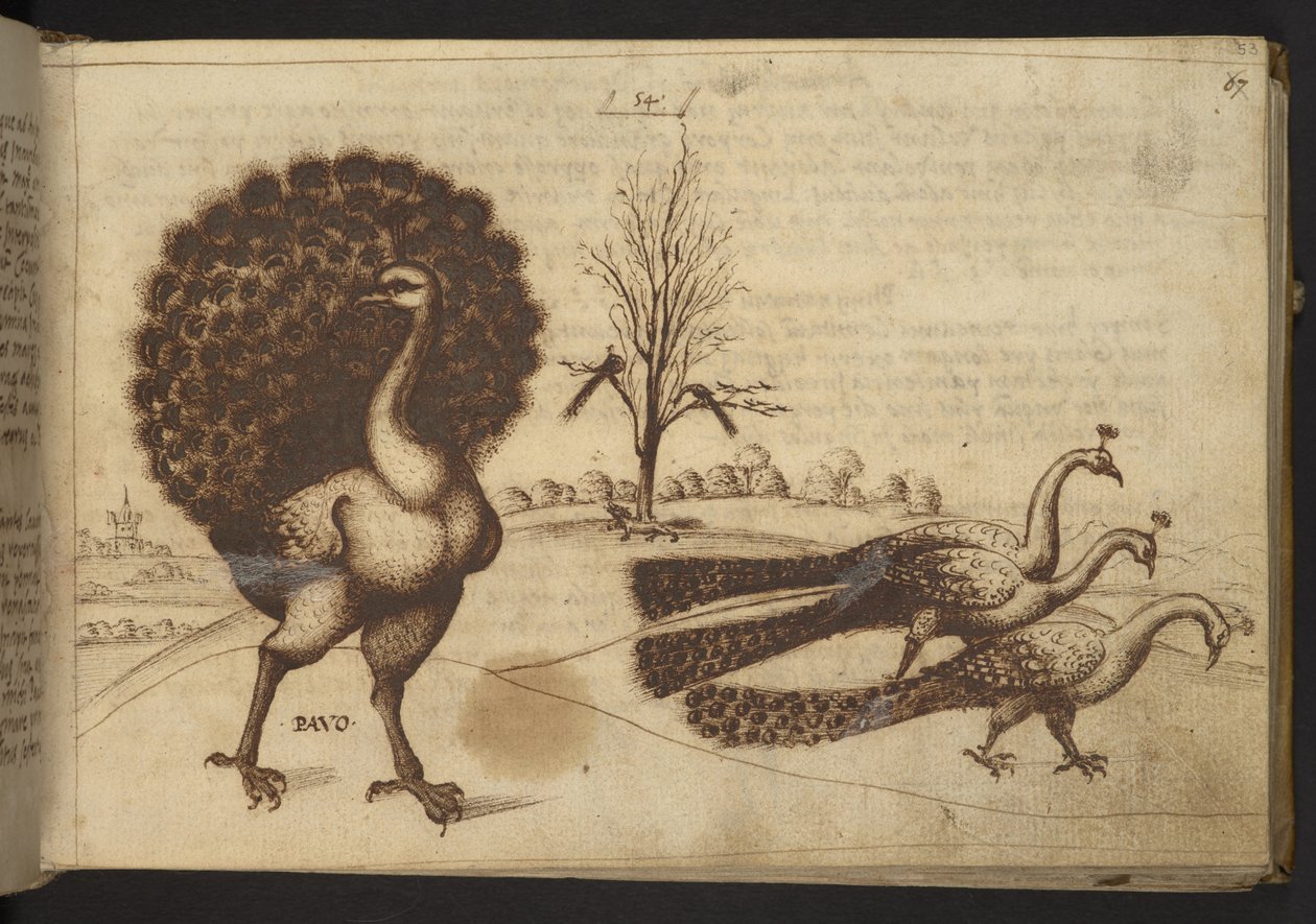 Adicionar. 82955, f.53 Pavões (