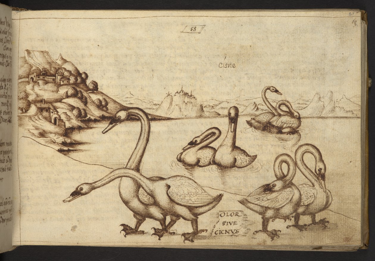 Acrescentar. 82955, f.57 Cisnes (
