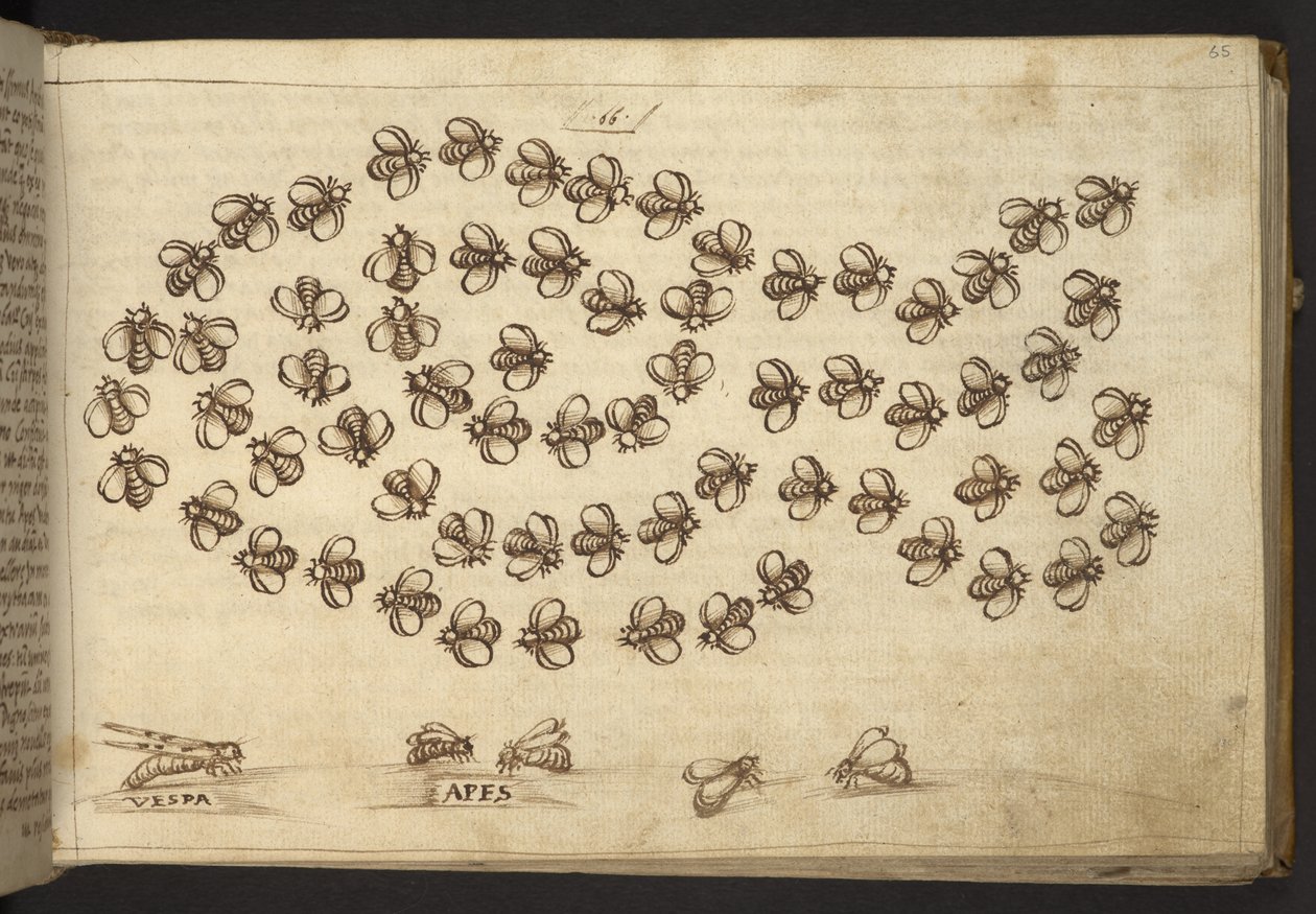 Acrescentar. 82955, f.65 Abelhas ("macacos"), de Historia Animalium, (que consiste em 245 desenhos com caneta e tinta de diferentes espécies de animais e criaturas míticas, cada um acompanhado de uma descrição) 1595 de Italian School