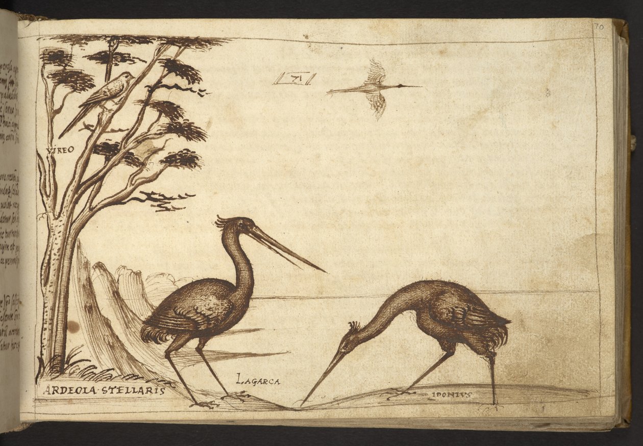 Acrescentar. 82955, f.70 Heron (