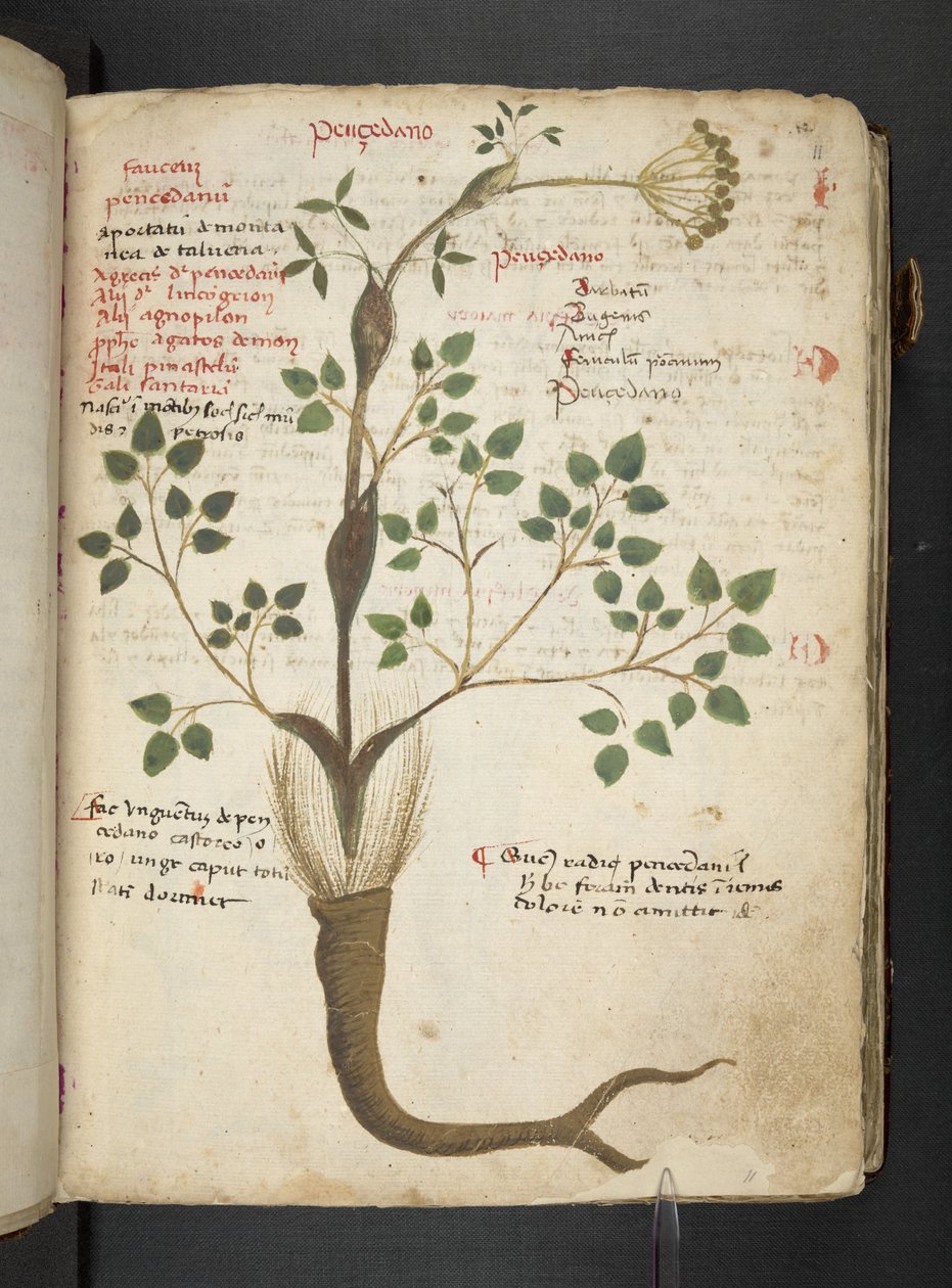 Adicione MS 41623 
