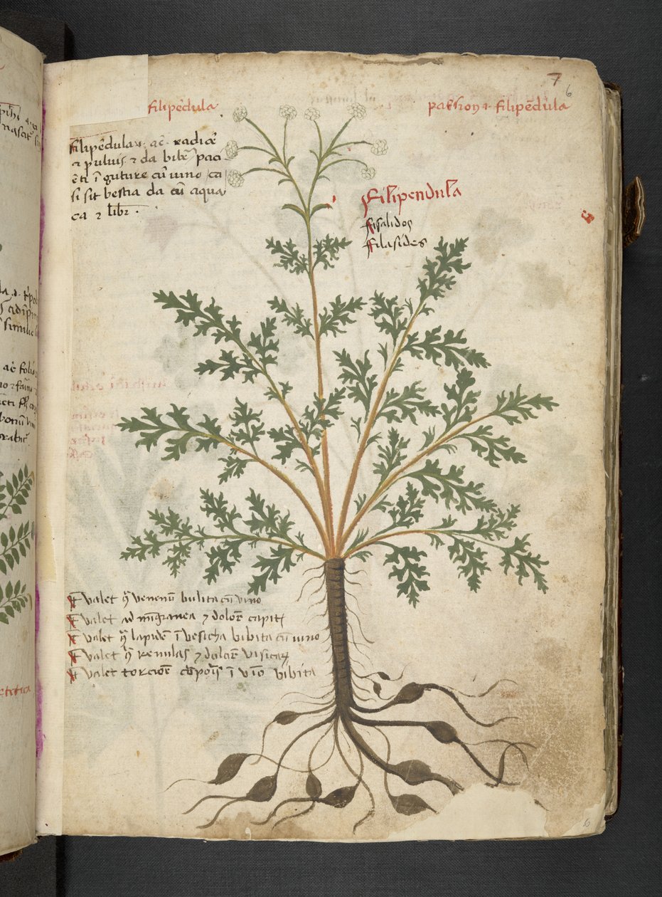 Adicione MS 41623 