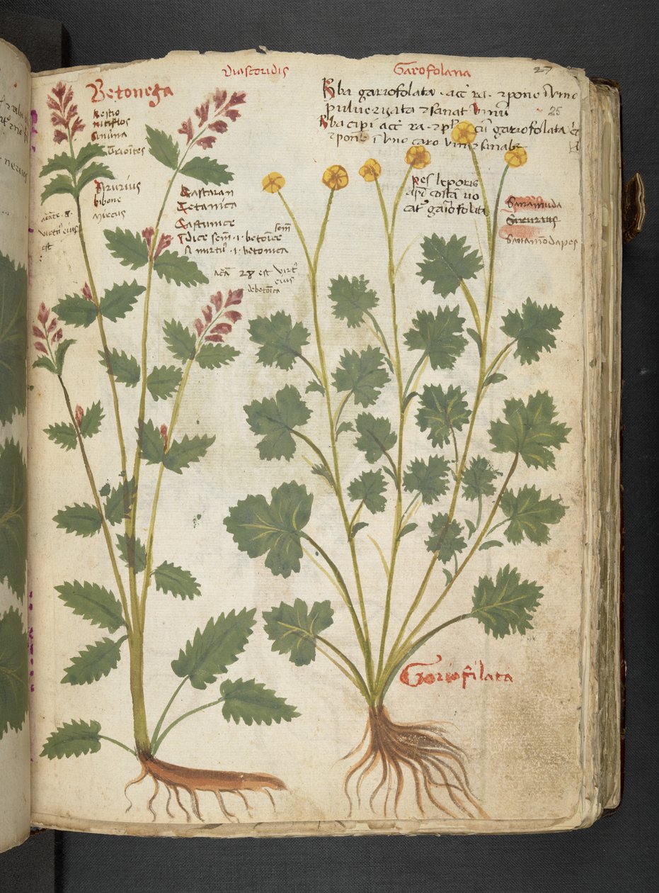 Adicione MS 41623 