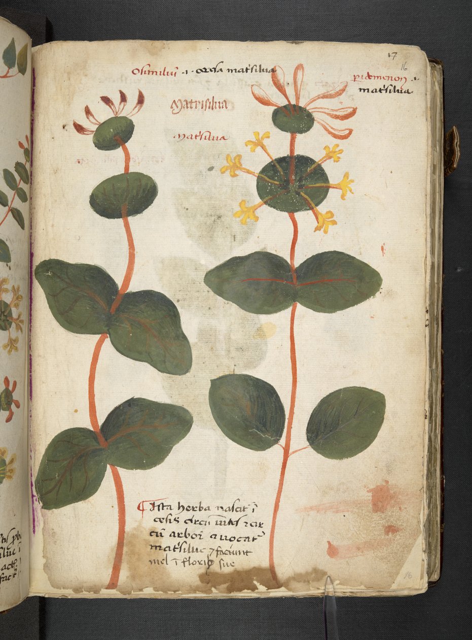 Adicione MS 41623 