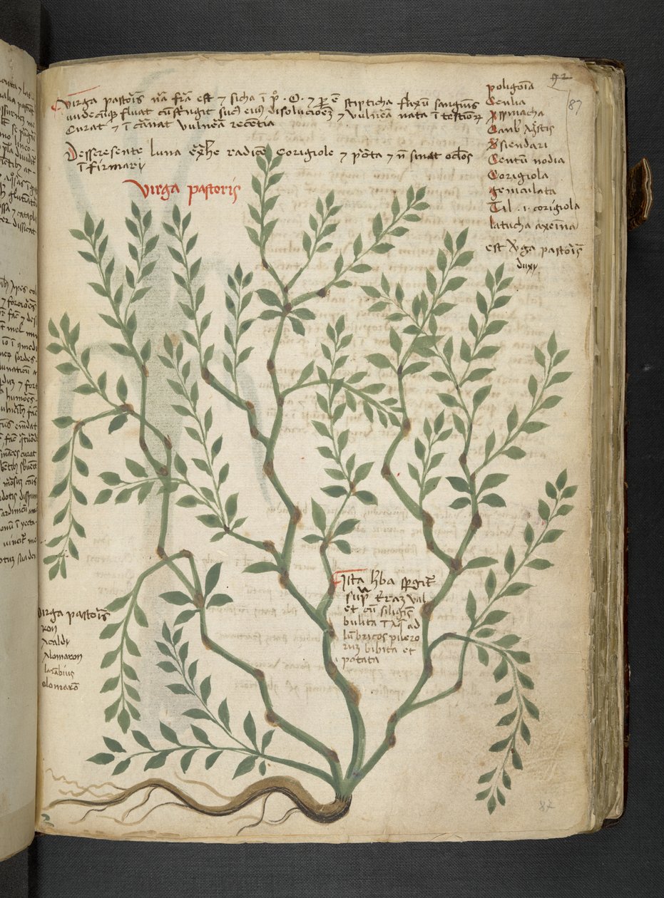 Adicione MS 41623 
