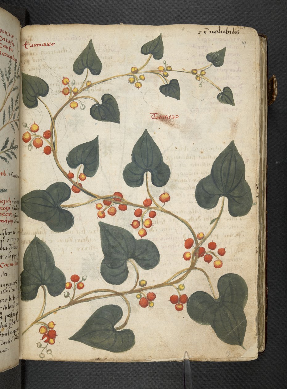 Adicione MS 41623 