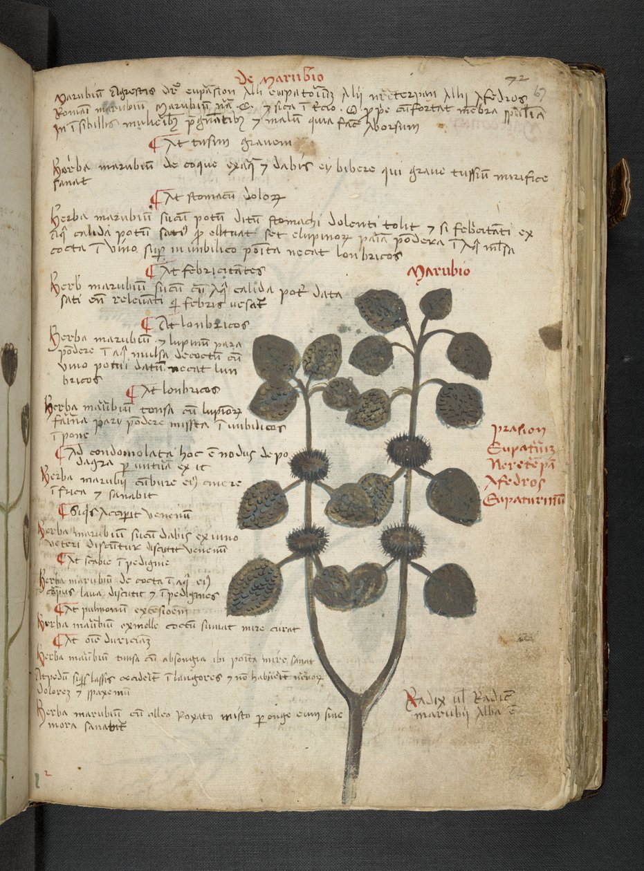 Adicione MS 41623 
