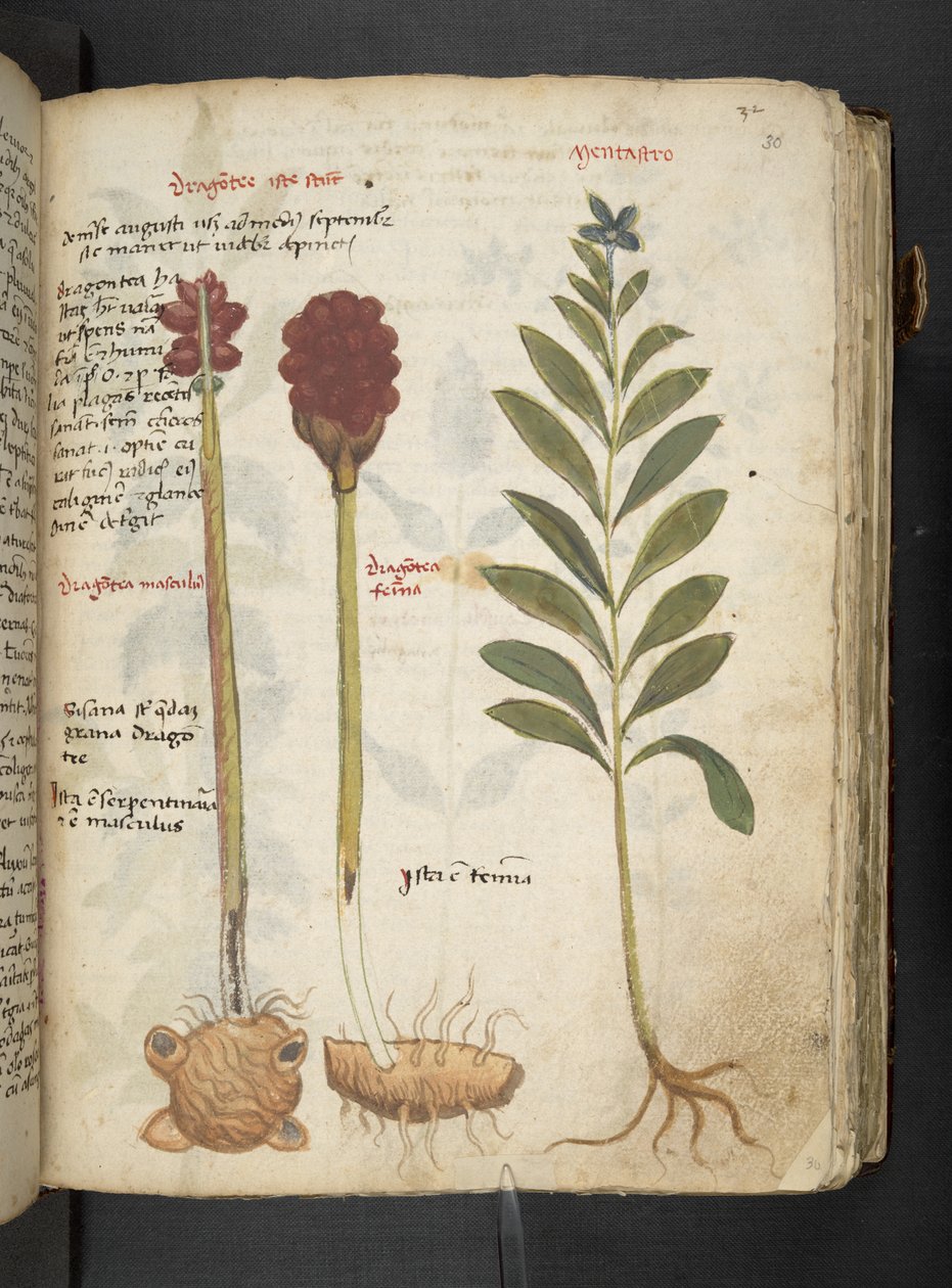 Adicione MS 41623 