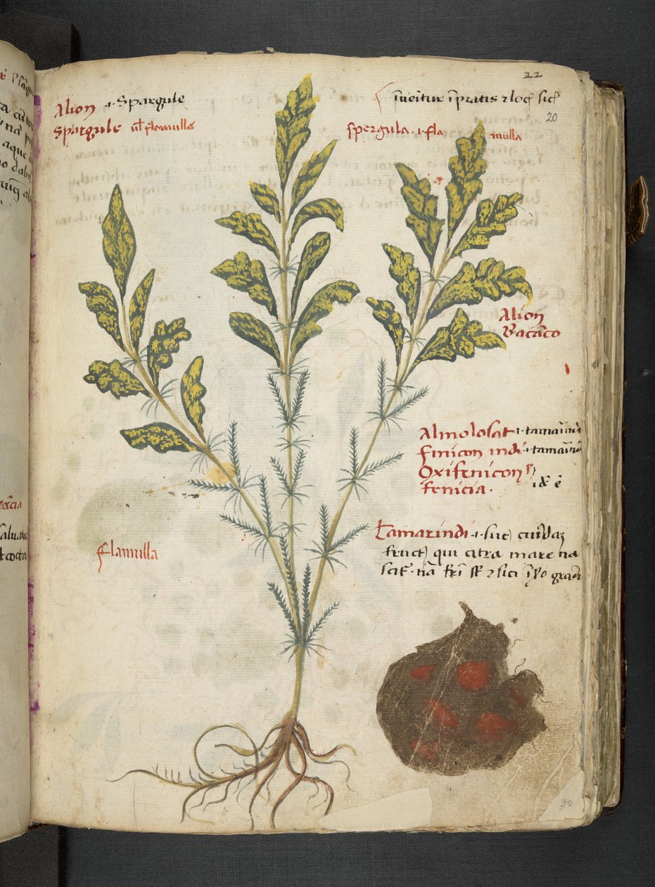 Adicione MS 41623 