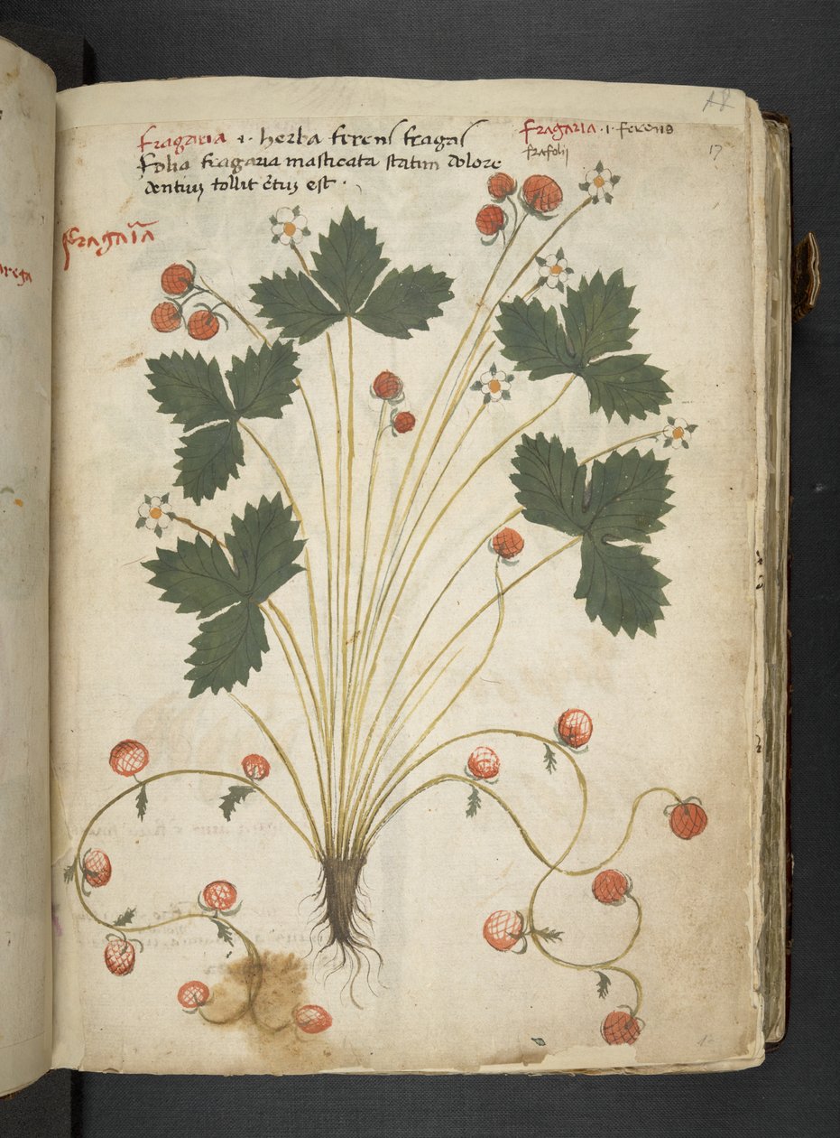 Adicione MS 41623 
