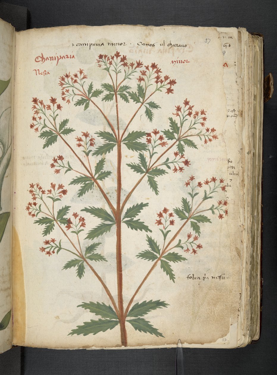 Adicione MS 41623 
