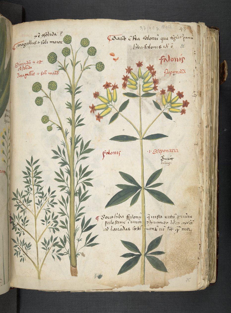Adicione MS 41623 