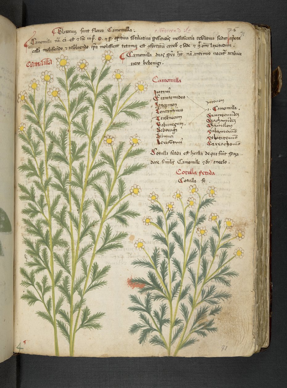 Adicione MS 41623 