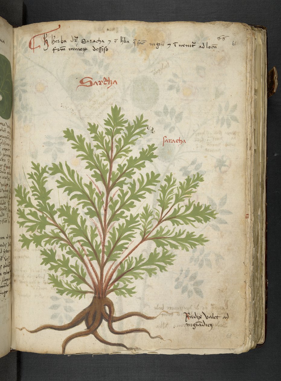 Adicione MS 41623 
