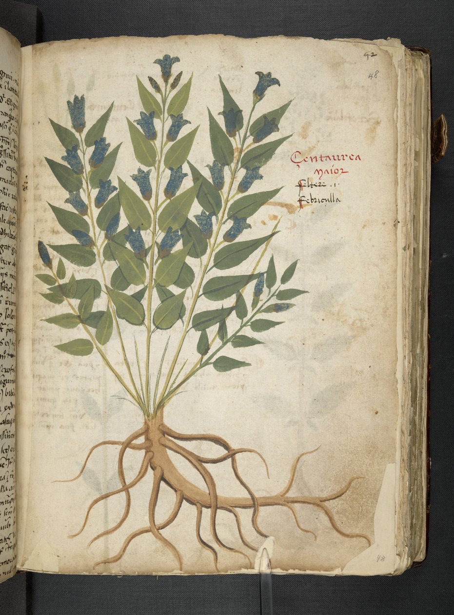 Adicione MS 41623 
