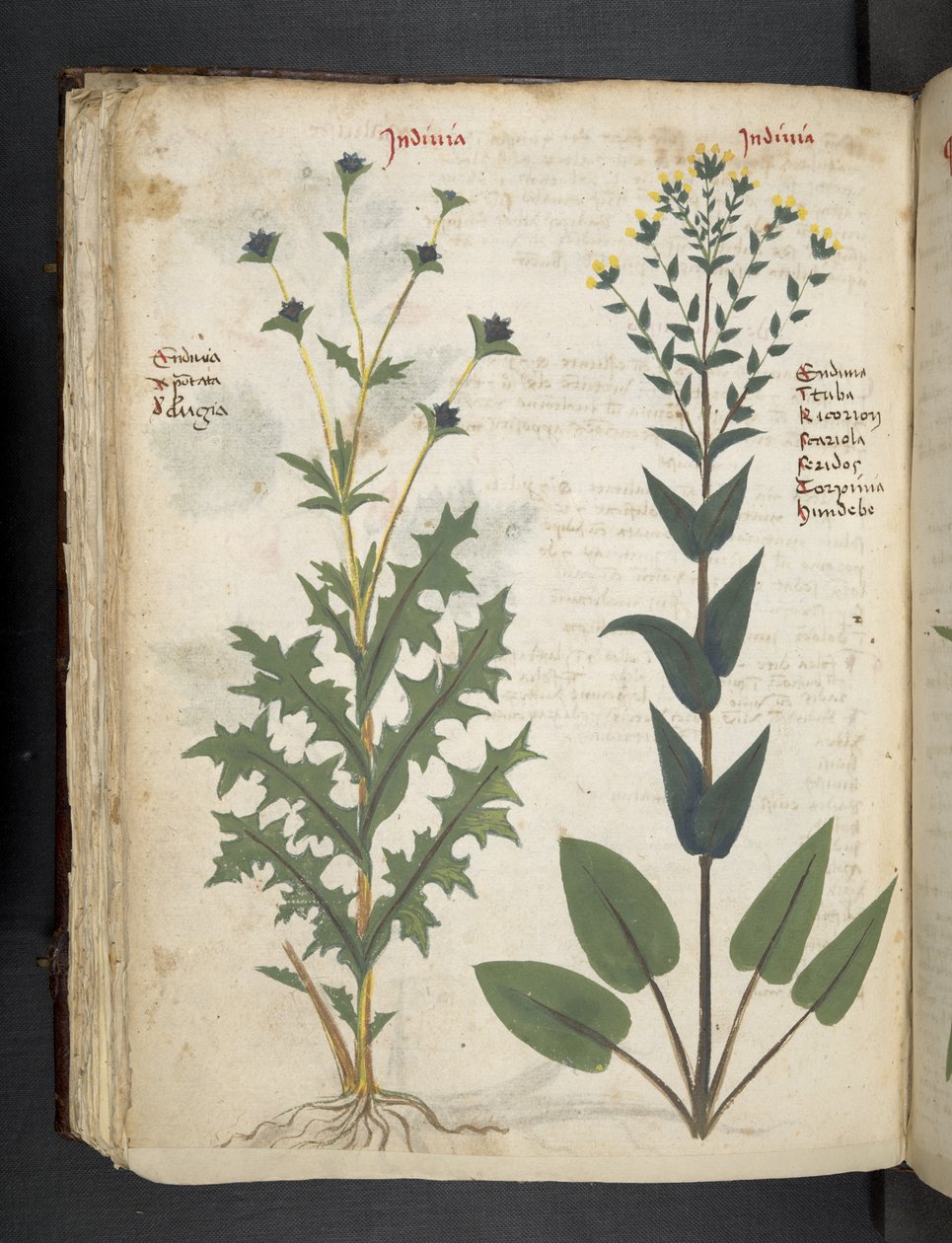 Adicione MS 41623 