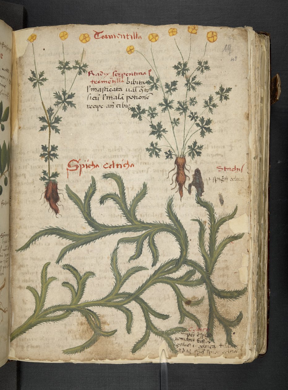Adicione MS 41623 