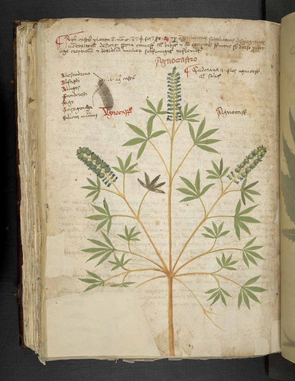 Adicionar MS 41623 f.101v 