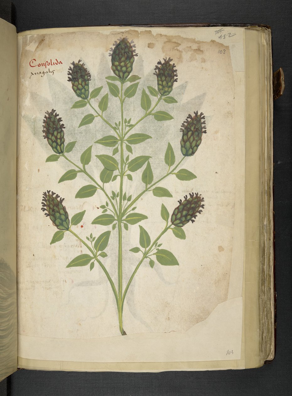 Adicionar MS 41623 f.103r Consolidação, de 