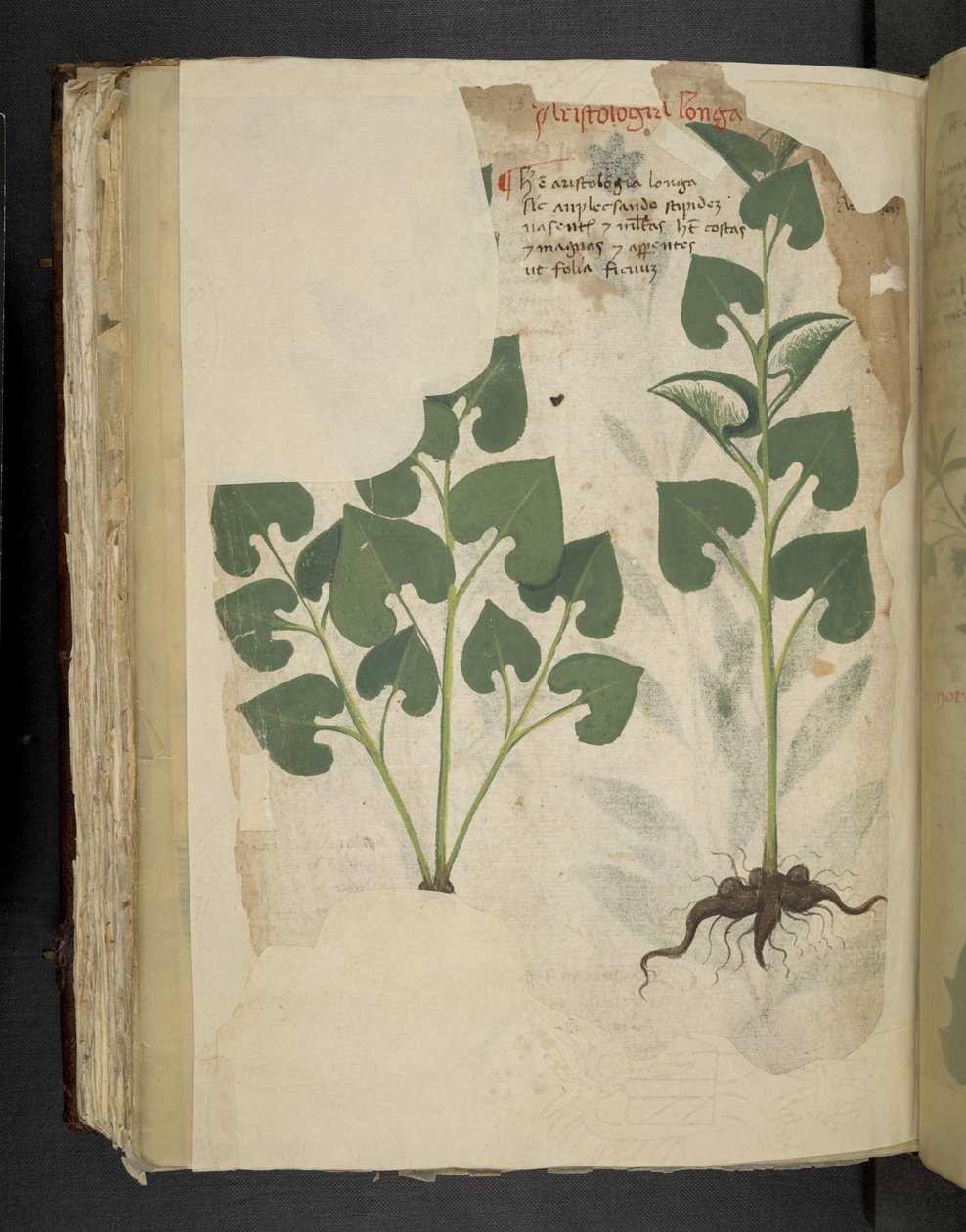 Adicionar MS 41623 f.104v Anthurium, de 