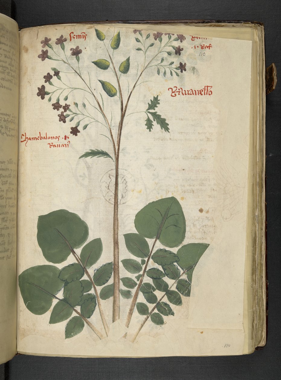 Adicionar MS 41623 f.110r 