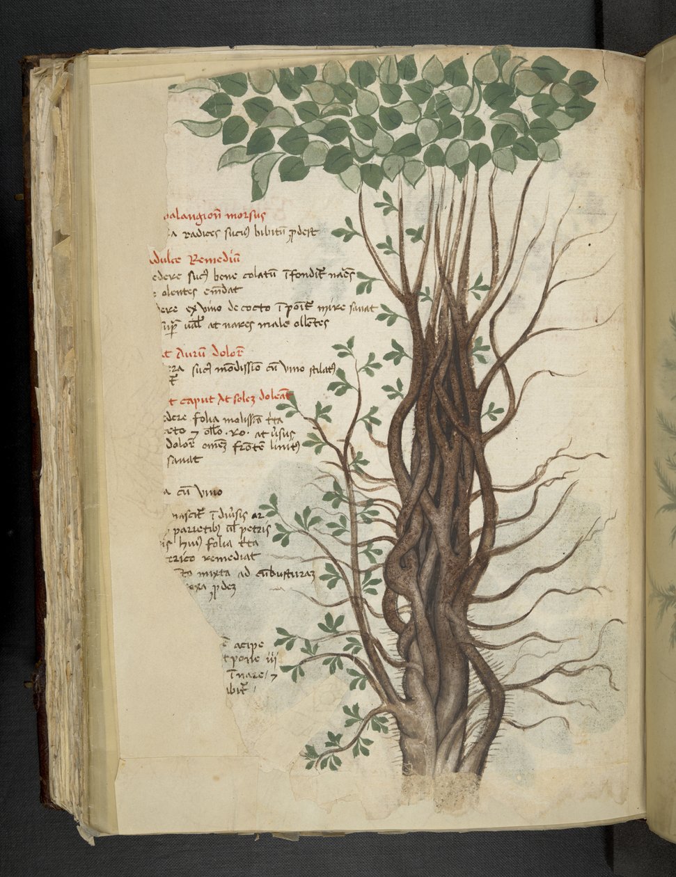 Adicione MS 41623 f.110v Mangrove tree, de um 