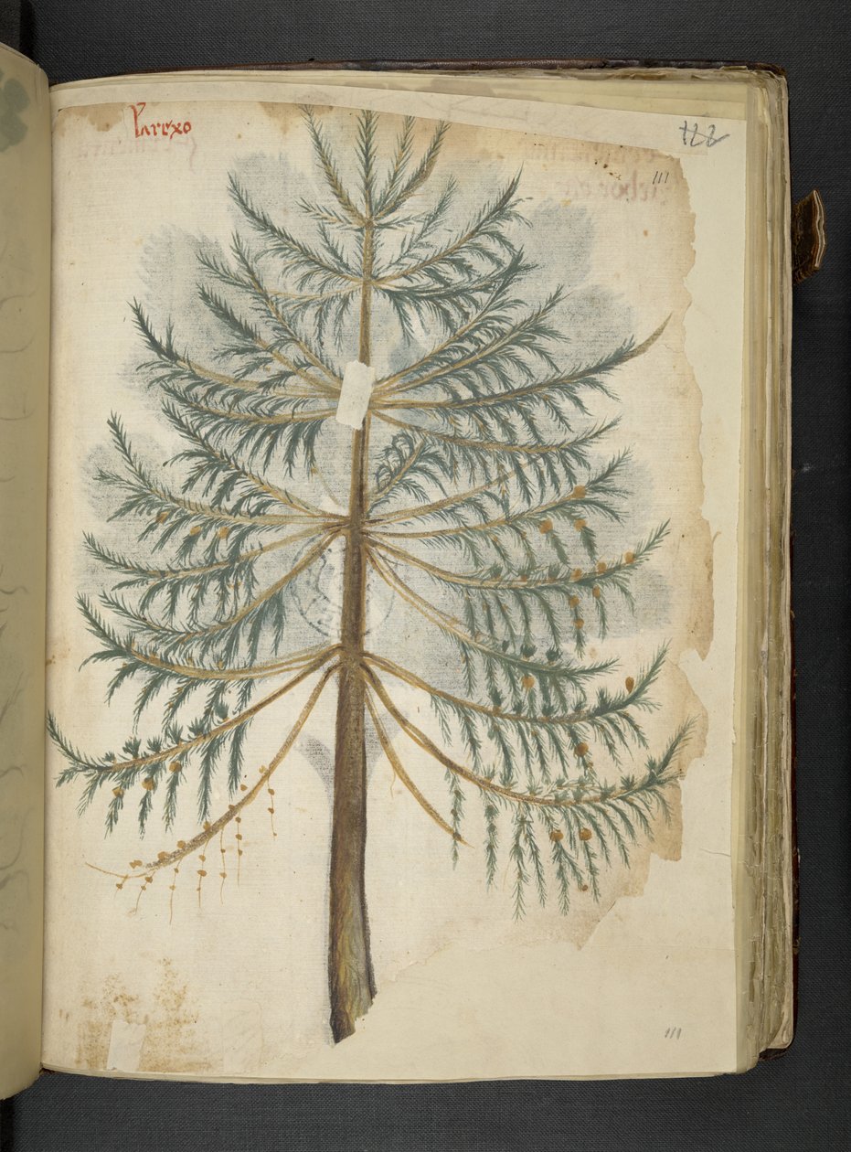 Adicionar MS 41623 f.111r 