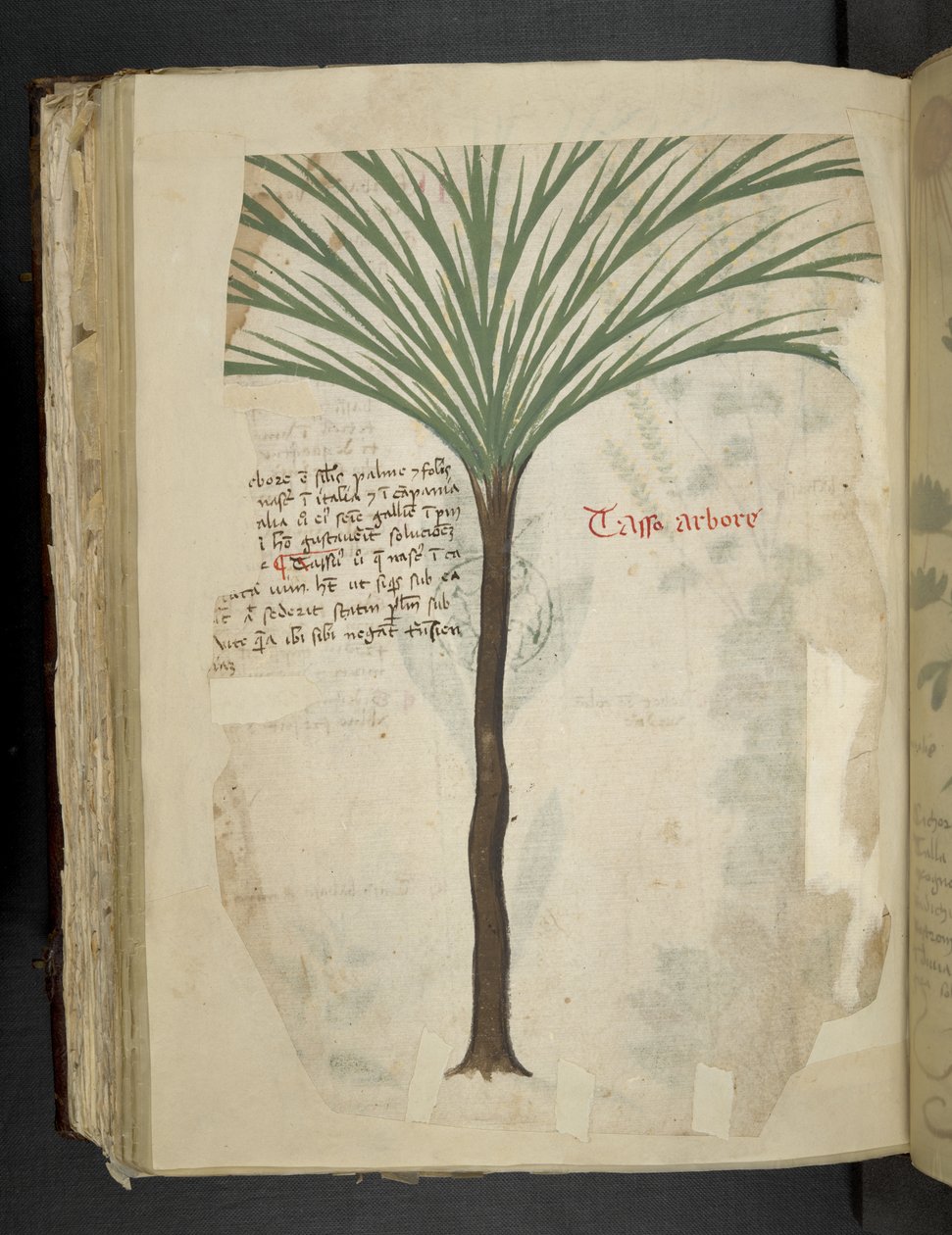 Adicionar MS 41623 f.113v Tarro Arboro, de 