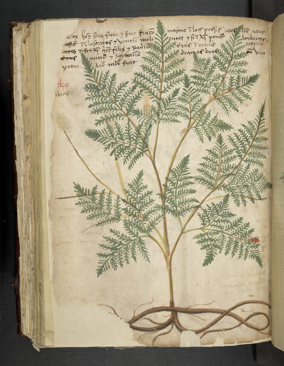 Adicionar MS 41623 f.114v 