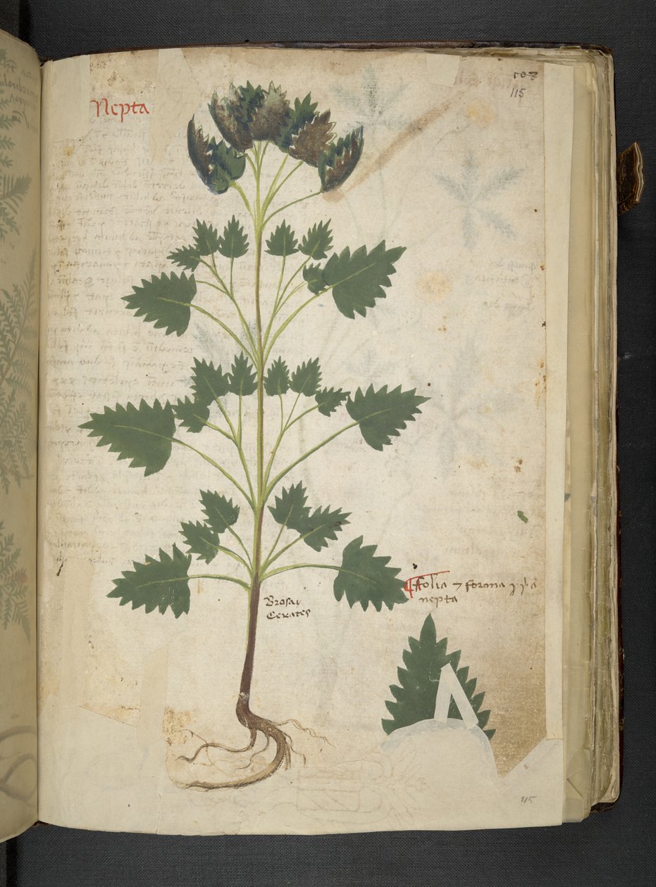 Adicione MS 41623 f.115r Nepta, de 