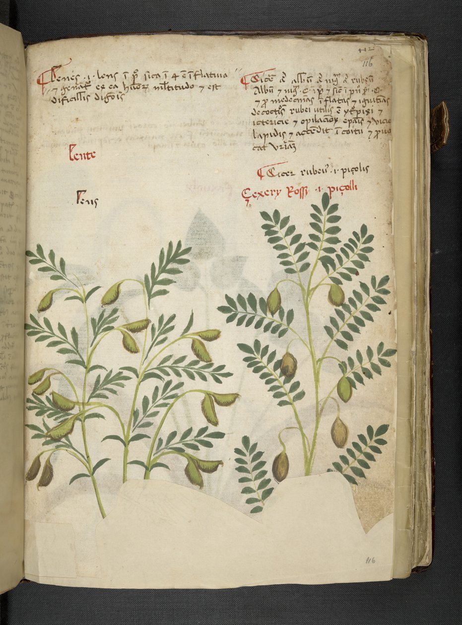 Adicionar MS 41623 f.116r 