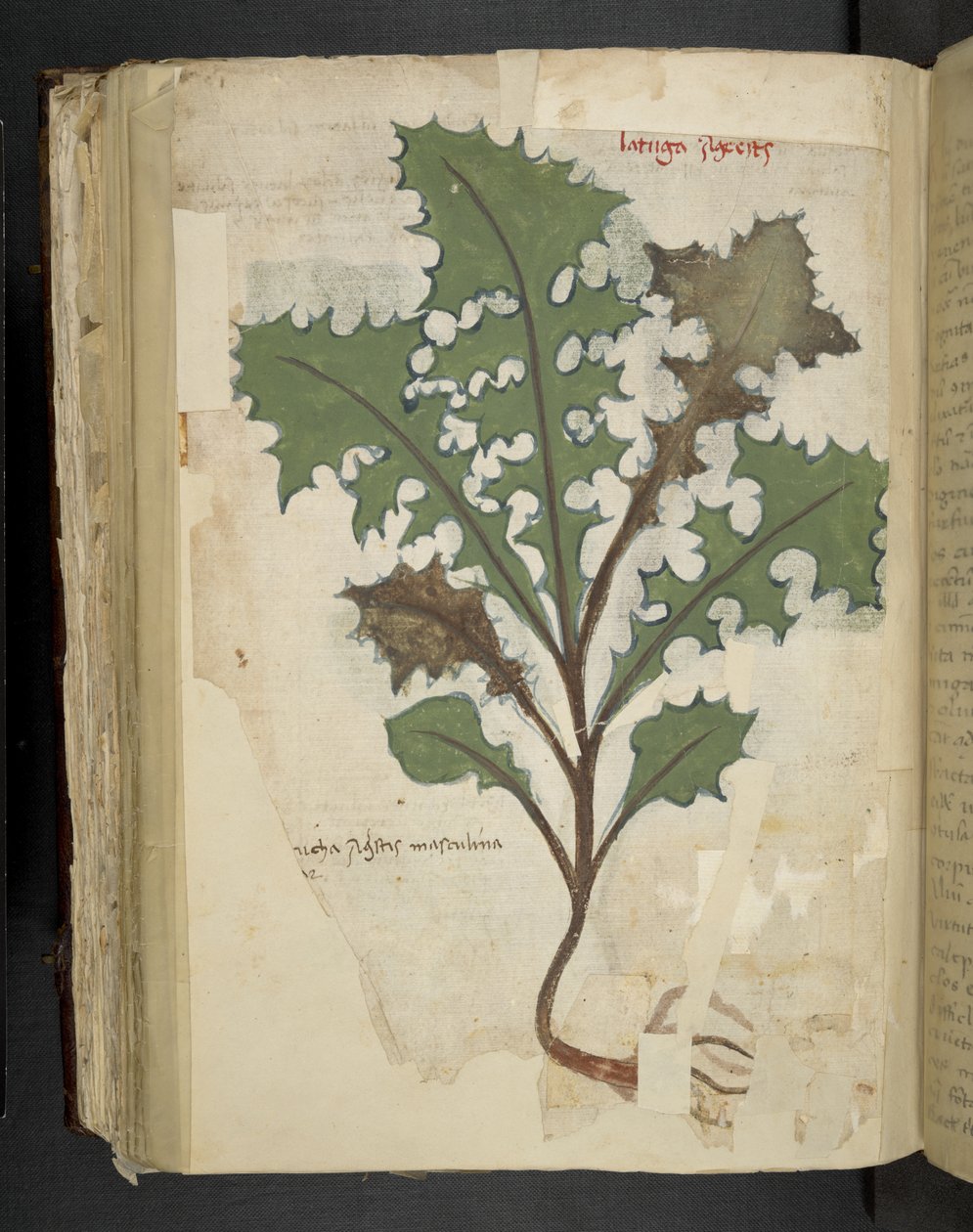 Adicionar MS 41623 f.118v Dandelion Leaf, de 