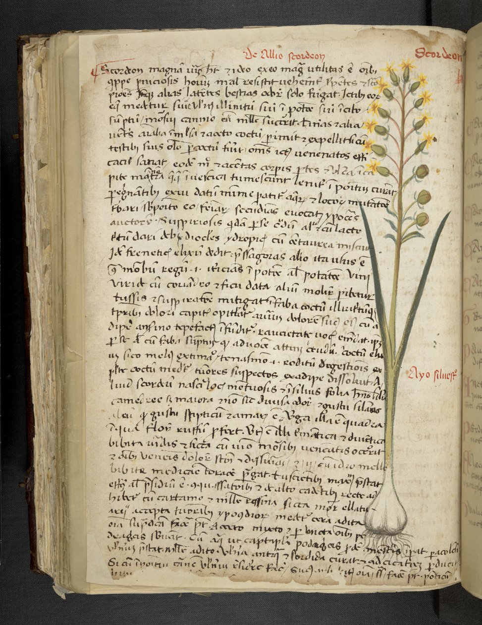 Adicionar MS 41623 f.119v 