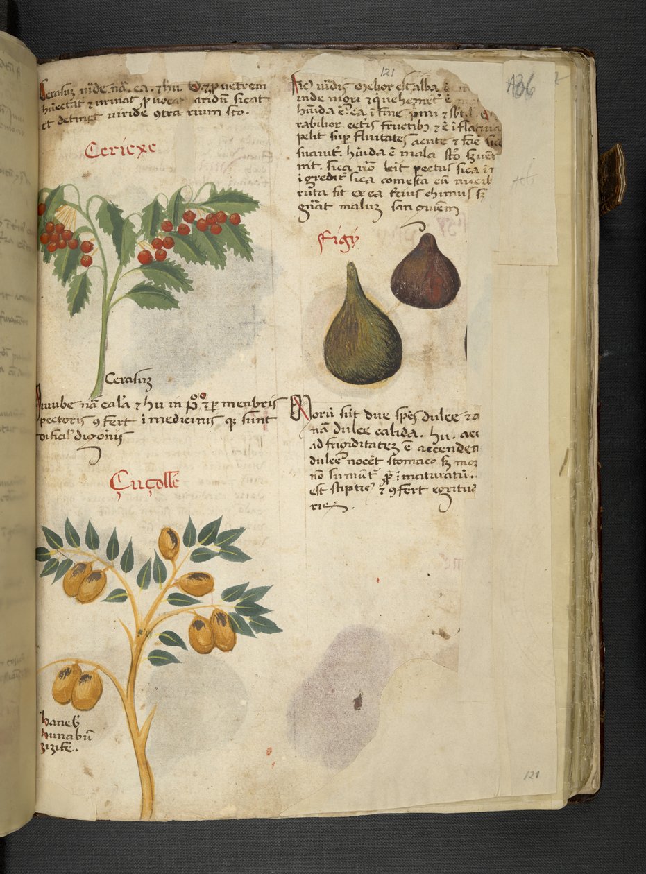 Adicionar MS 41623 f.121r Árvores de fruto e figos, de 