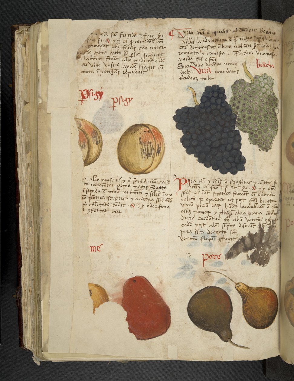 Adicione MS 41623 f.121v Fruits, de 